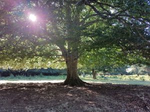 Espace naturel autour du Gîte La Hulotte